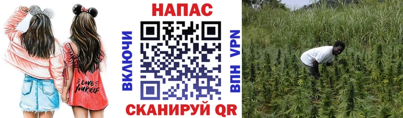 Купить  Кизляр  МАРИХУАНА сатива 